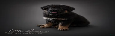 German Shepherd Puppy 7