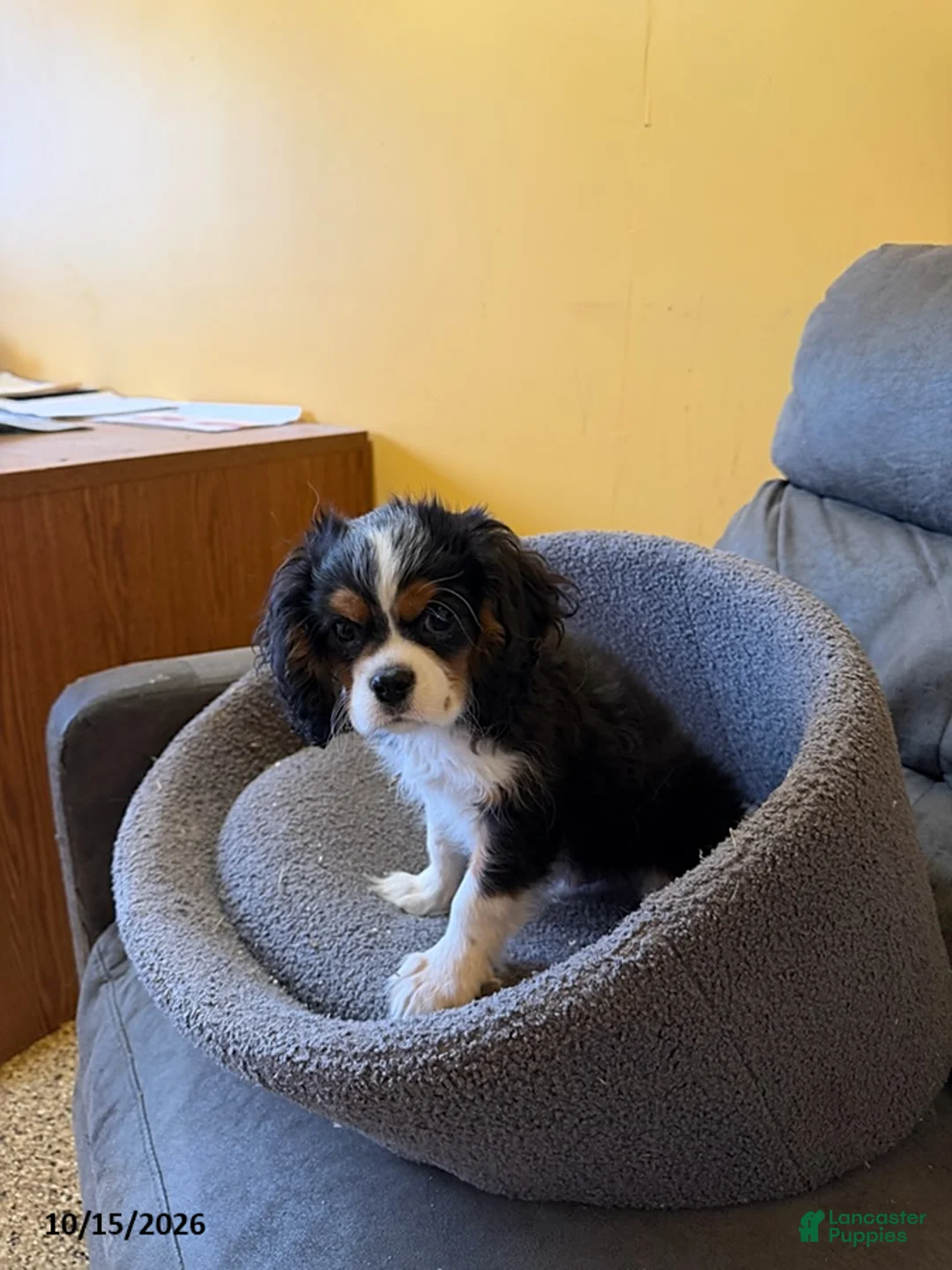 Cavalier King Charles Spaniel dogs for sale: Rascal - Ad 2