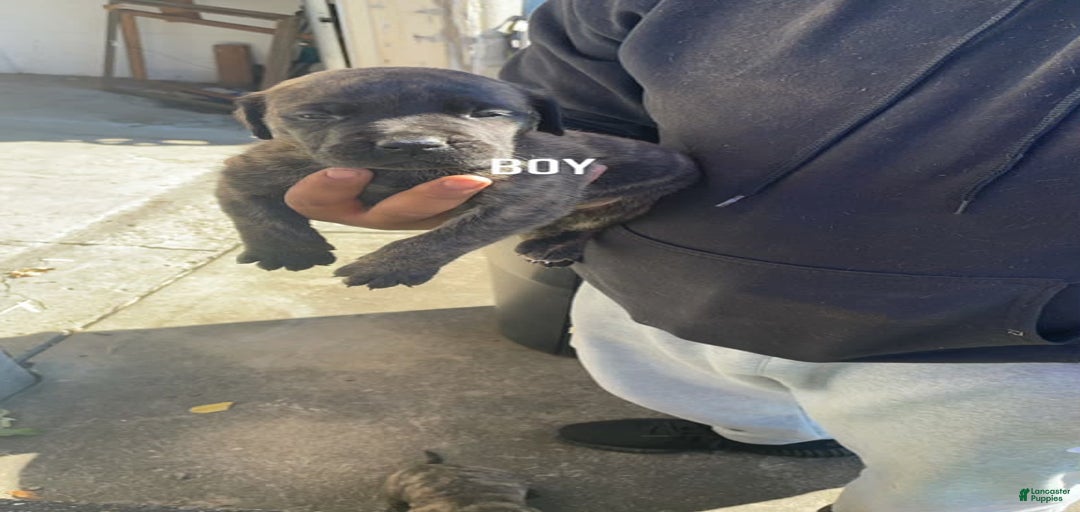 Gallery Image {{count}}