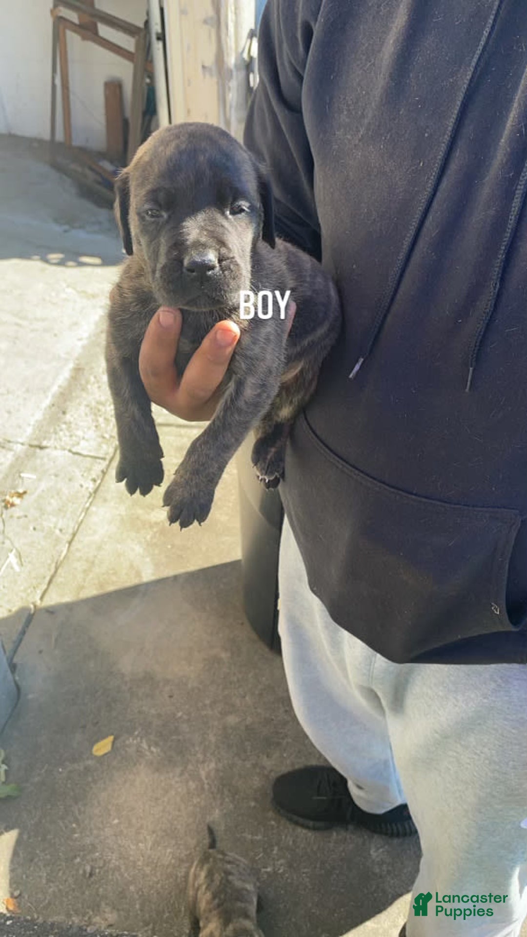 Gallery Image {{count}}