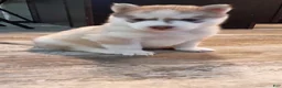 Siberian Husky dogs for sale: Male #3 - Ad 5