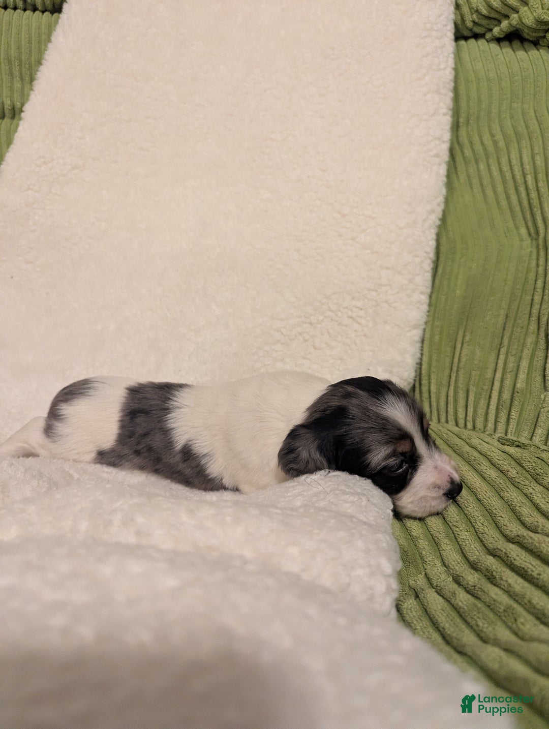 Dachshund dogs for sale: Annie - Ad 3