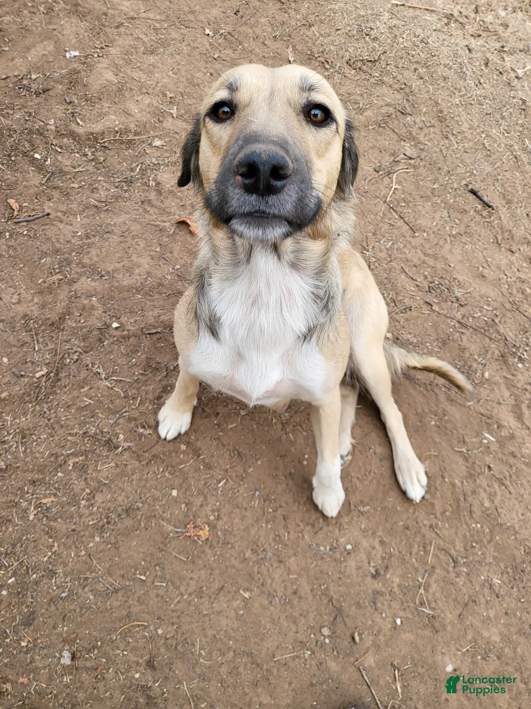 Mixed Breed dogs for sale: Samus - Ad 2