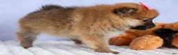 Pomeranian dogs for sale: Freya  - Ad 14