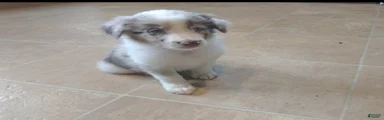 Border Collie 6