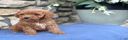 Miniature Poodle dogs for sale: Max - Ad 3