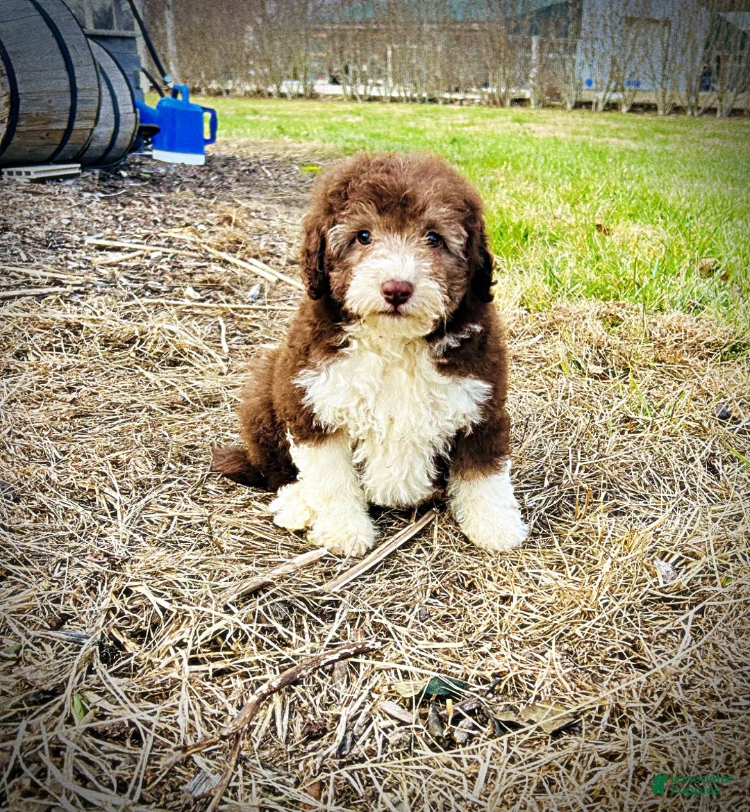 Havapoo dogs for sale: Whisky - Ad 8