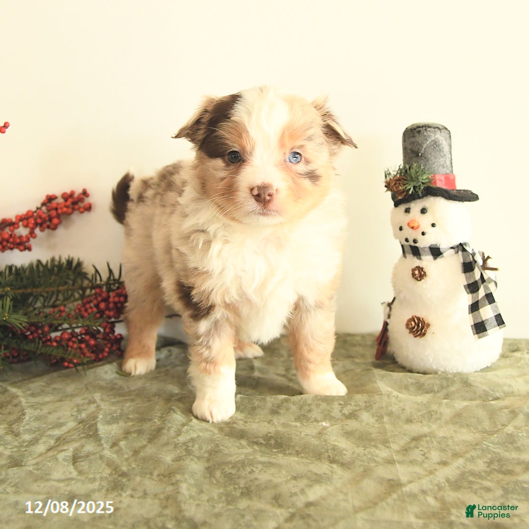 Miniature Australian Shepherd dogs for sale: Taylor - Ad 3