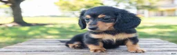 Miniature Dachshund dogs for sale: Diva - Ad 9