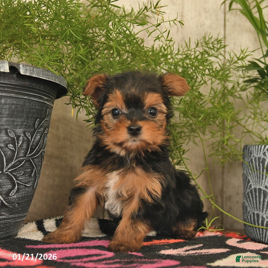 Yorkshire Terrier dogs Sunshine  - Ad 6