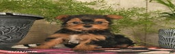 Yorkshire Terrier dogs for sale: Sunshine  - Ad 1