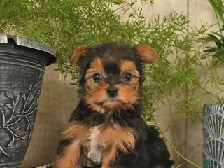 Yorkshire Terrier dogs Sunshine - Ad 17
