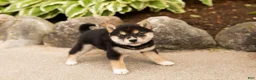 Shiba Inu dogs for sale: Melanie  - Ad 2