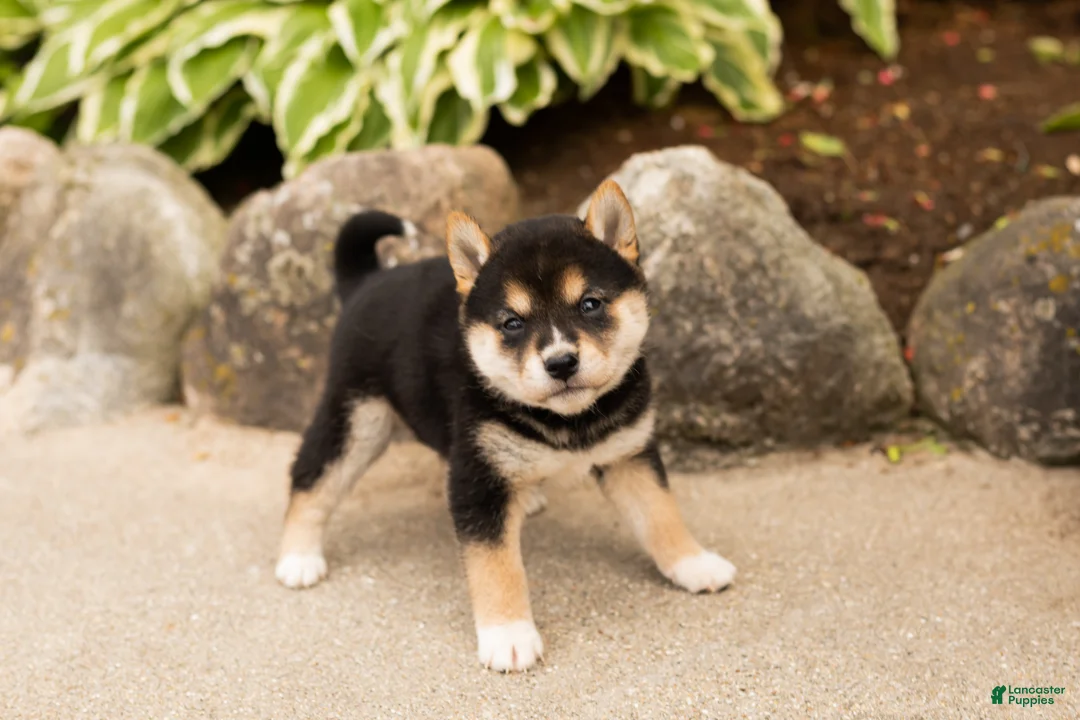 Shiba Inu dogs for sale: Melanie  - Ad 2