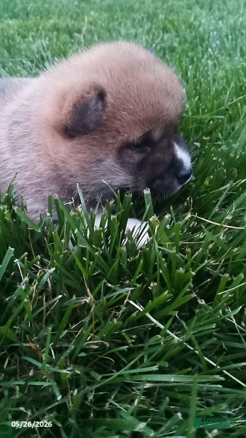 Shiba Inu dogs Willy - Ad 2