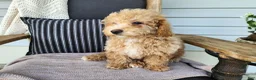Mini Bernedoodle dogs for sale: Liam - Ad 5