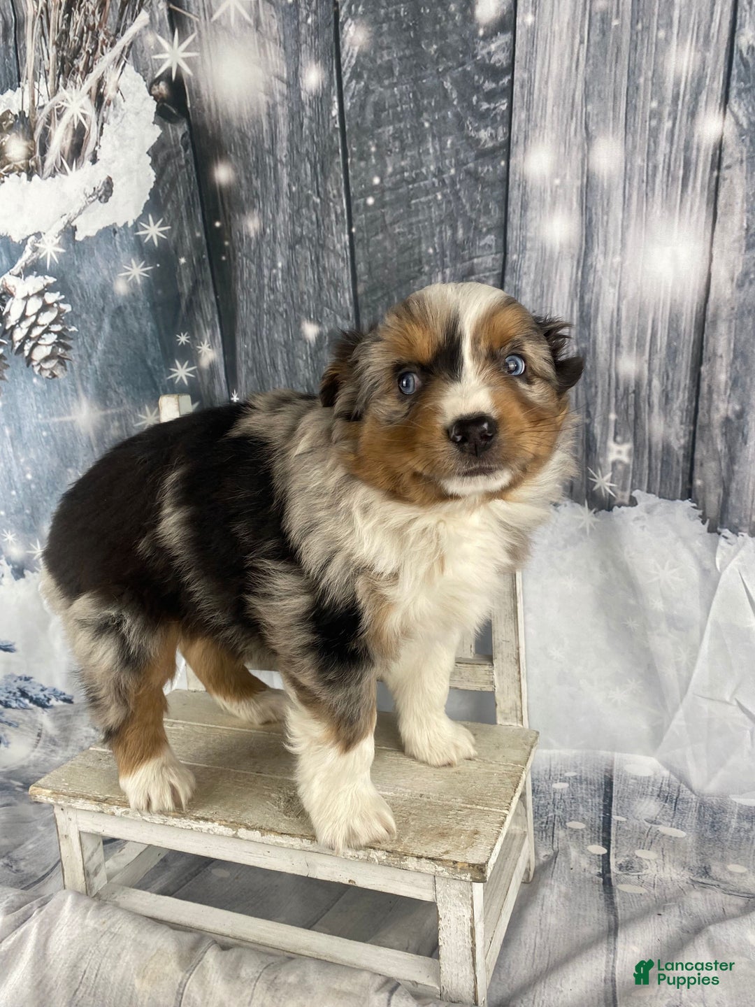 Australian Shepherd dogs for sale: Sterling - Ad 7
