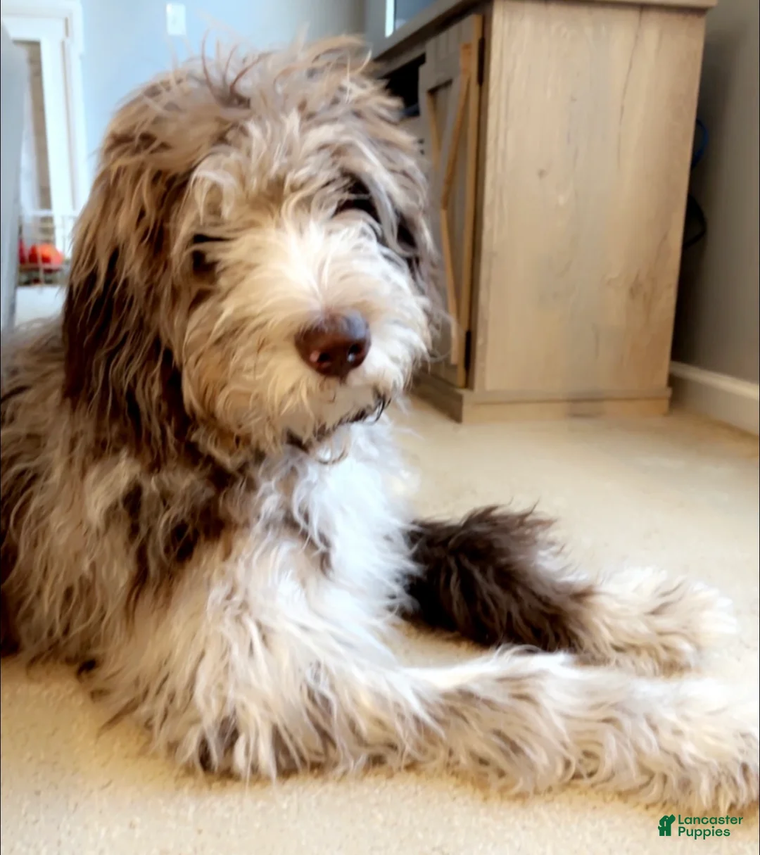 Double Doodle dogs for sale: Vixen - Ad 4