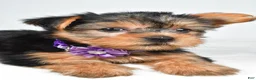 Yorkshire Terrier dogs for sale: Dora - Ad 6