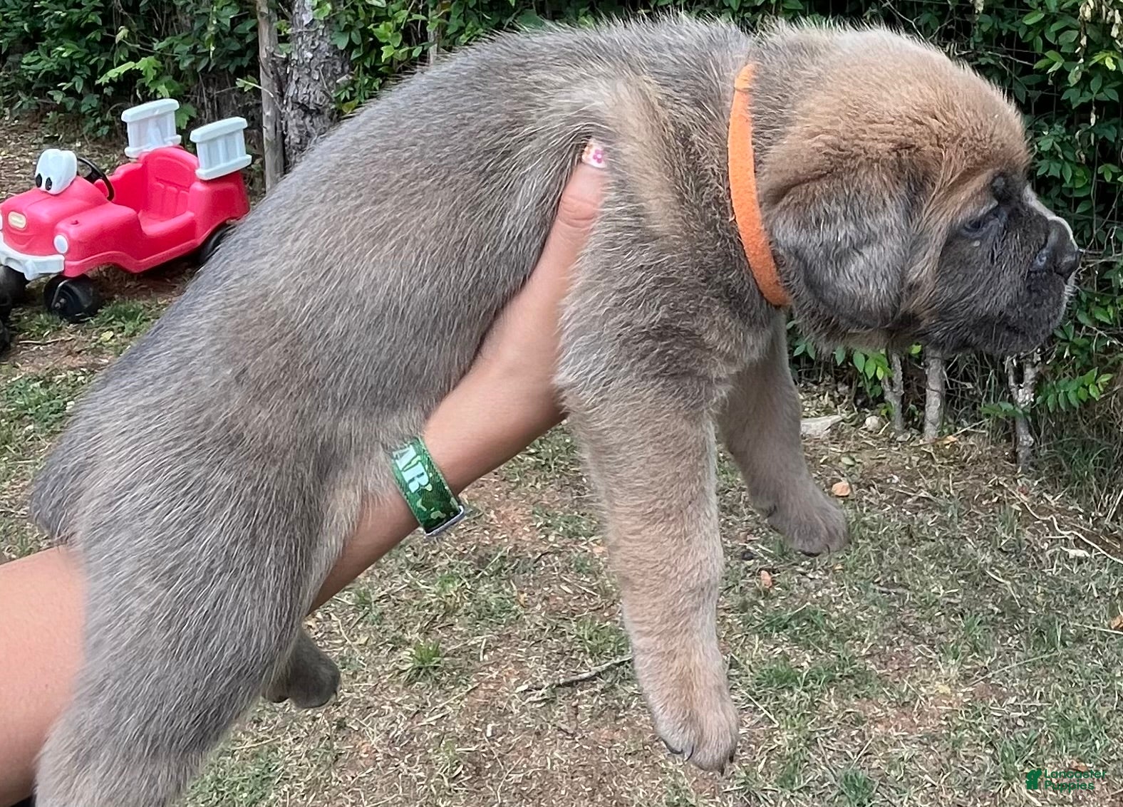 Cane Corso dogs for sale: Orange collar - Ad 3