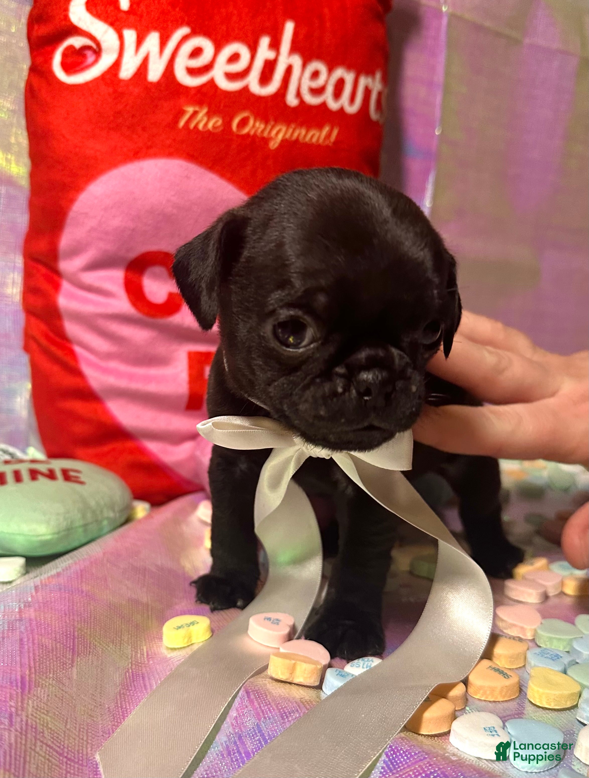 Pug dogs Chip - Ad 29