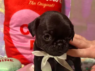 Pug dogs Chip - Ad 29