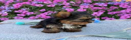 Yorkshire Terrier dogs for sale: Indie - Ad 6