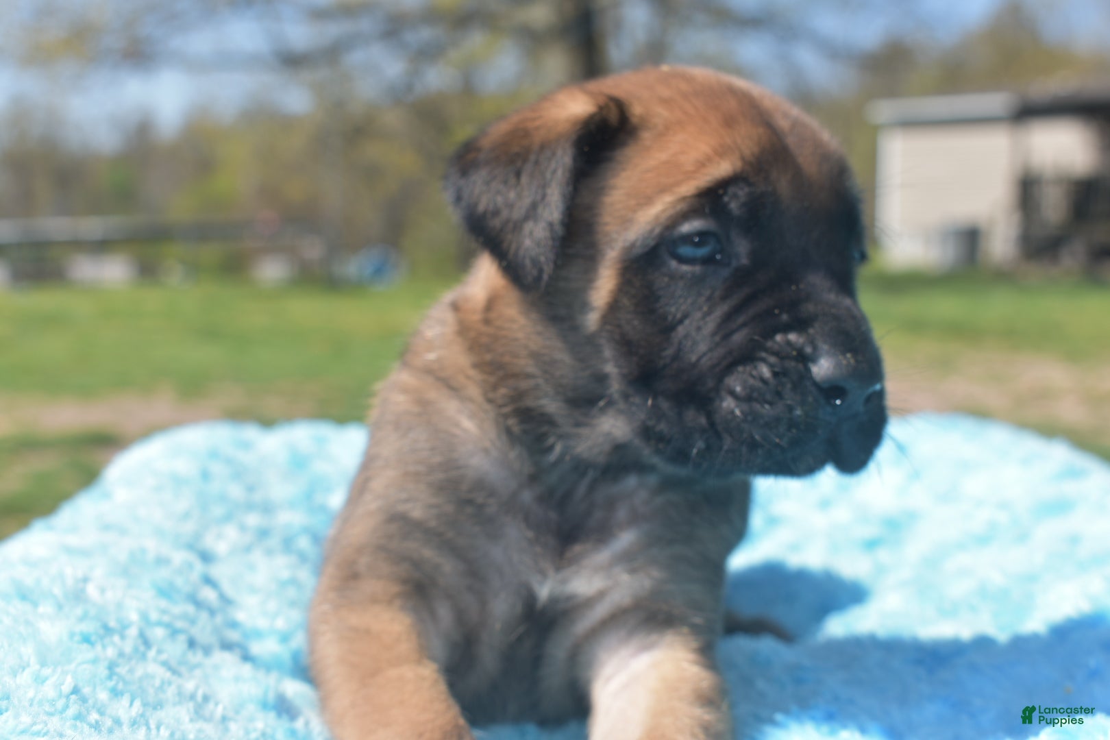English Mastiff dogs Jimmy (Apricot) - Ad 10
