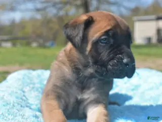 English Mastiff dogs Jimmy (Apricot) - Ad 10