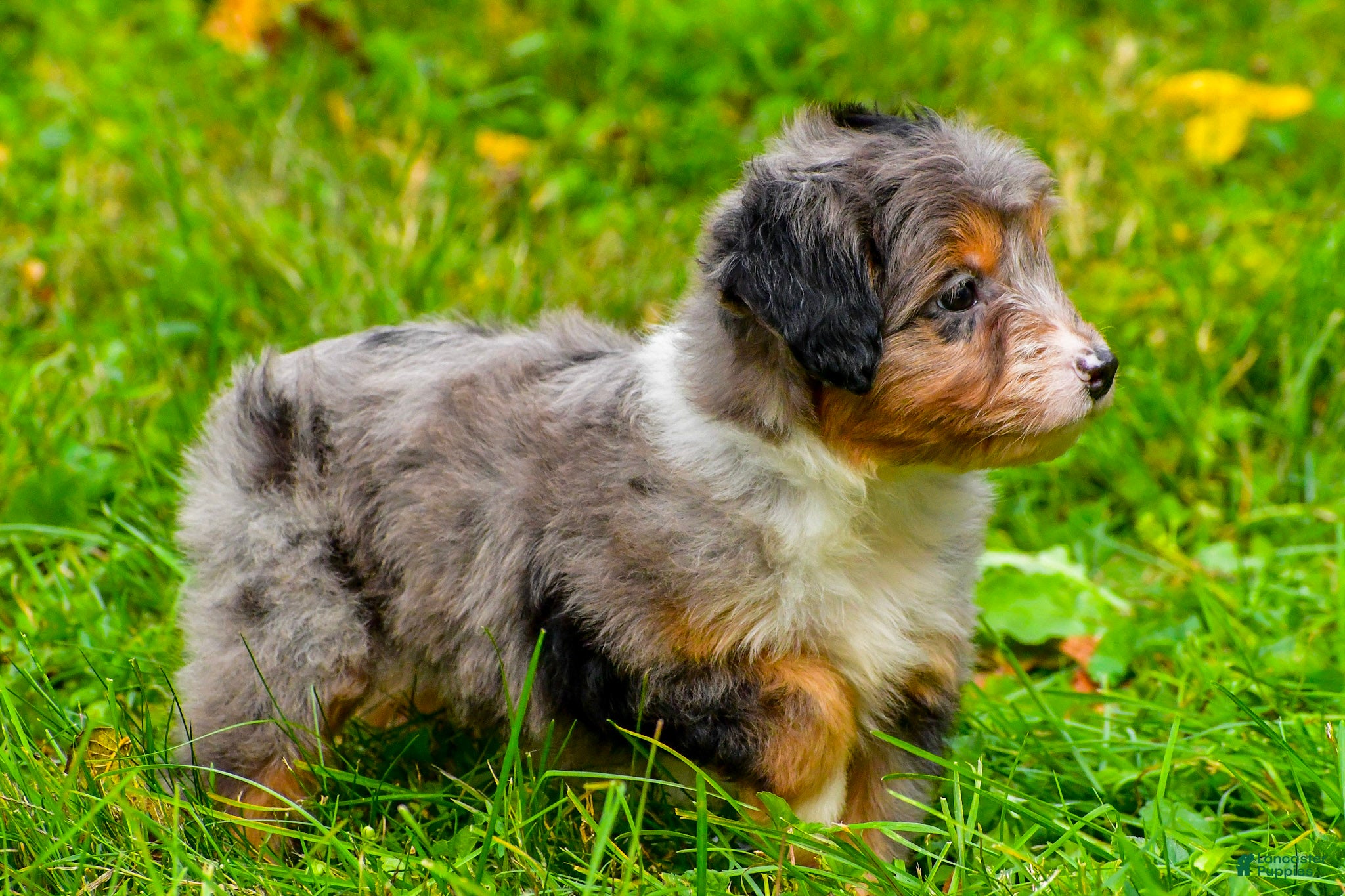 Mini Aussiedoodle dogs for sale: Lacey - Ad 2