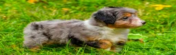 Mini Aussiedoodle dogs for sale: Lacey - Ad 2