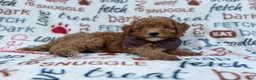 Cavapoo dogs for sale: Adam - Ad 4