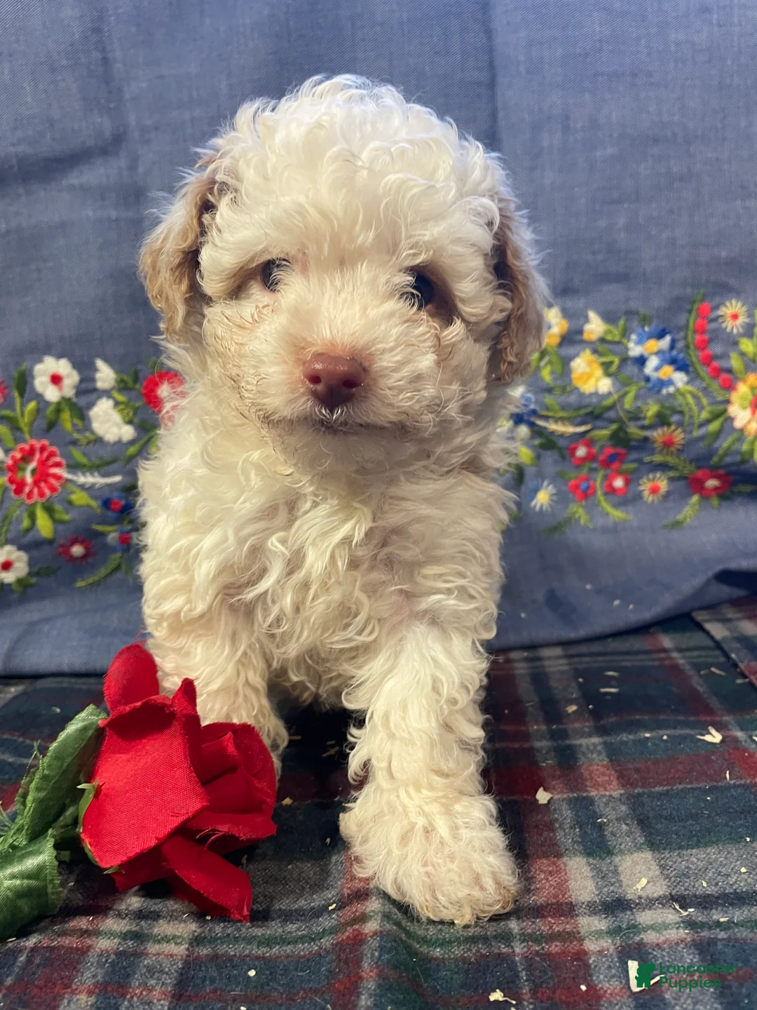 Yorkiepoo dogs for sale: Martin - Ad 1