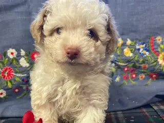 Yorkiepoo dogs Martin - Ad 39