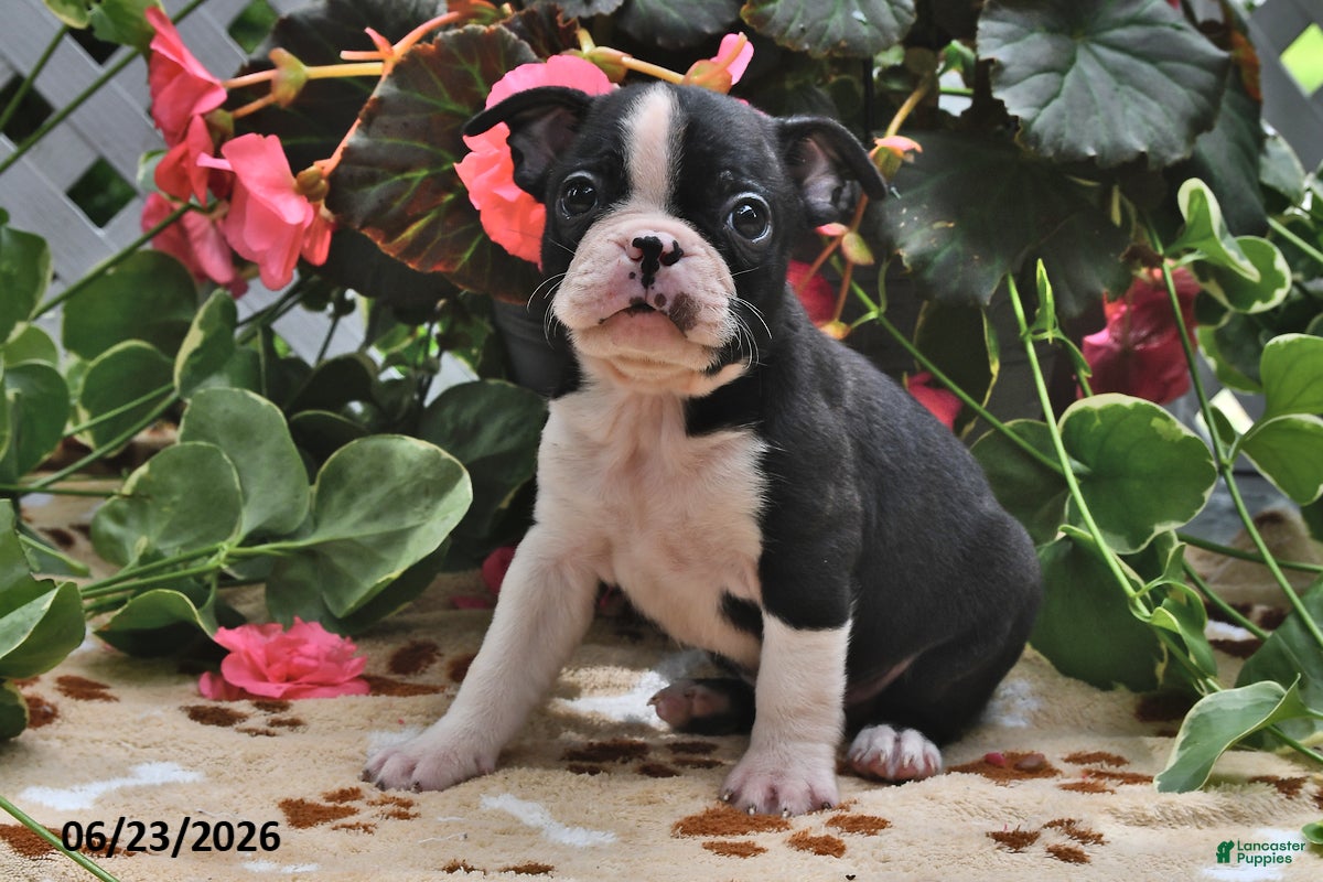 Boston Terrier dogs Luke - Ad 1