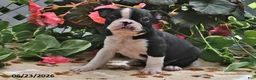 Boston Terrier dogs for sale: Luke - Ad 1