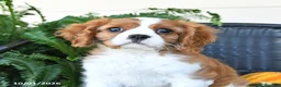 Cavalier King Charles Spaniel dogs for sale: Max - Ad 3