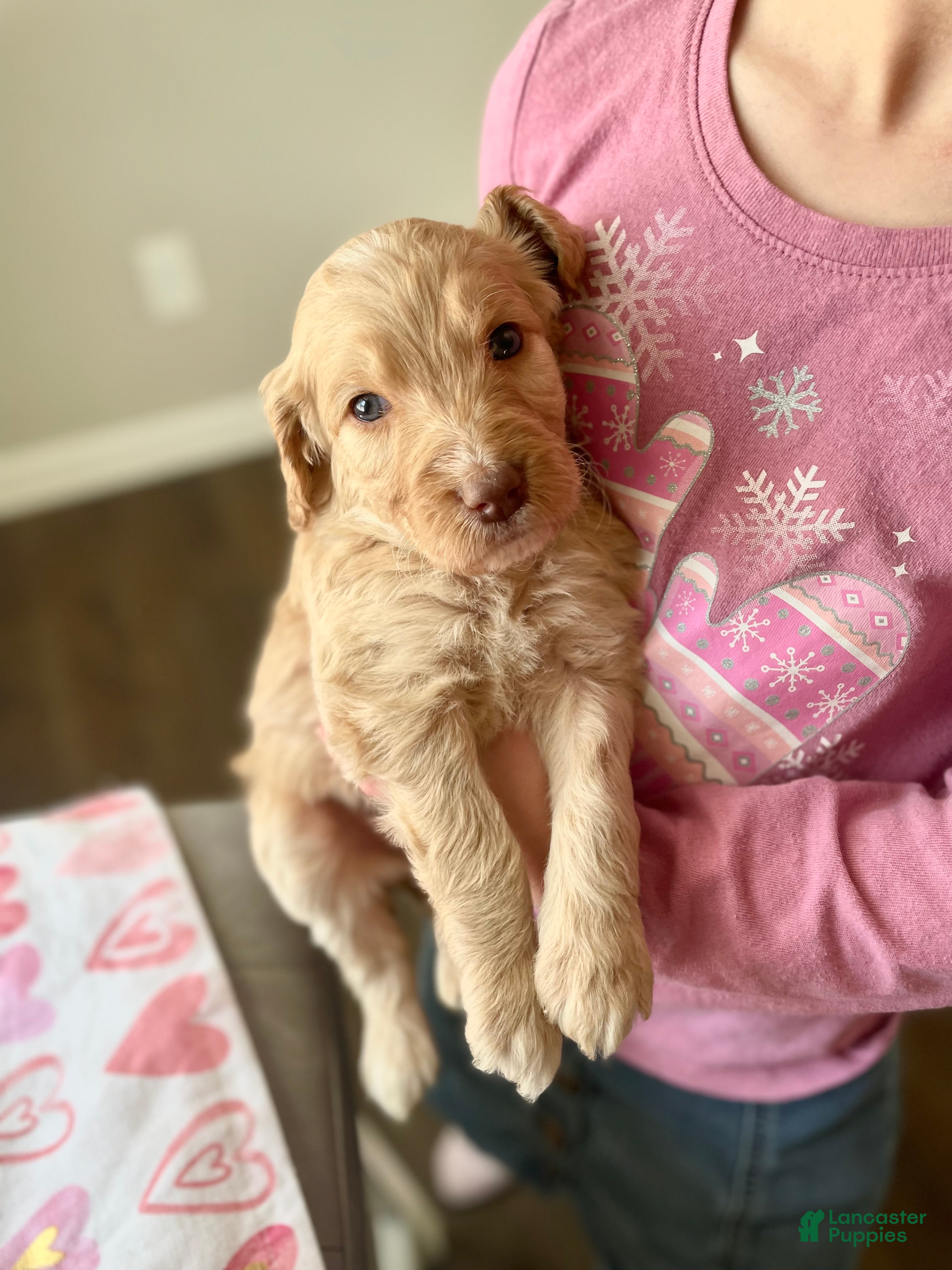 Goldendoodle dogs Ms green - Ad 16