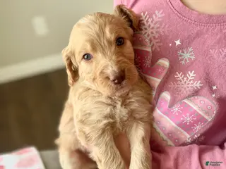 Goldendoodle dogs Ms green - Ad 23