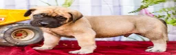 English Mastiff dogs for sale: Miles - Ad 3