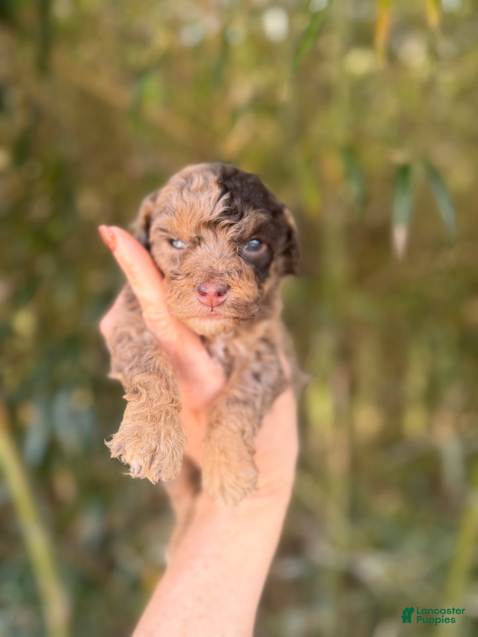 Cockapoo dogs Cockapoo Puppy 2 - Ad 6