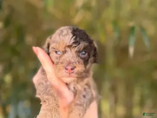 Cockapoo dogs Cockapoo Puppy 2 - Ad 6