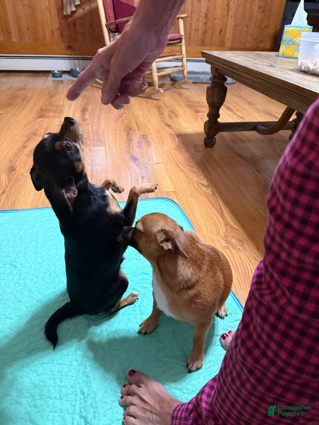 Chihuahua dogs for sale: Chihuahua Puppy  - Ad 14