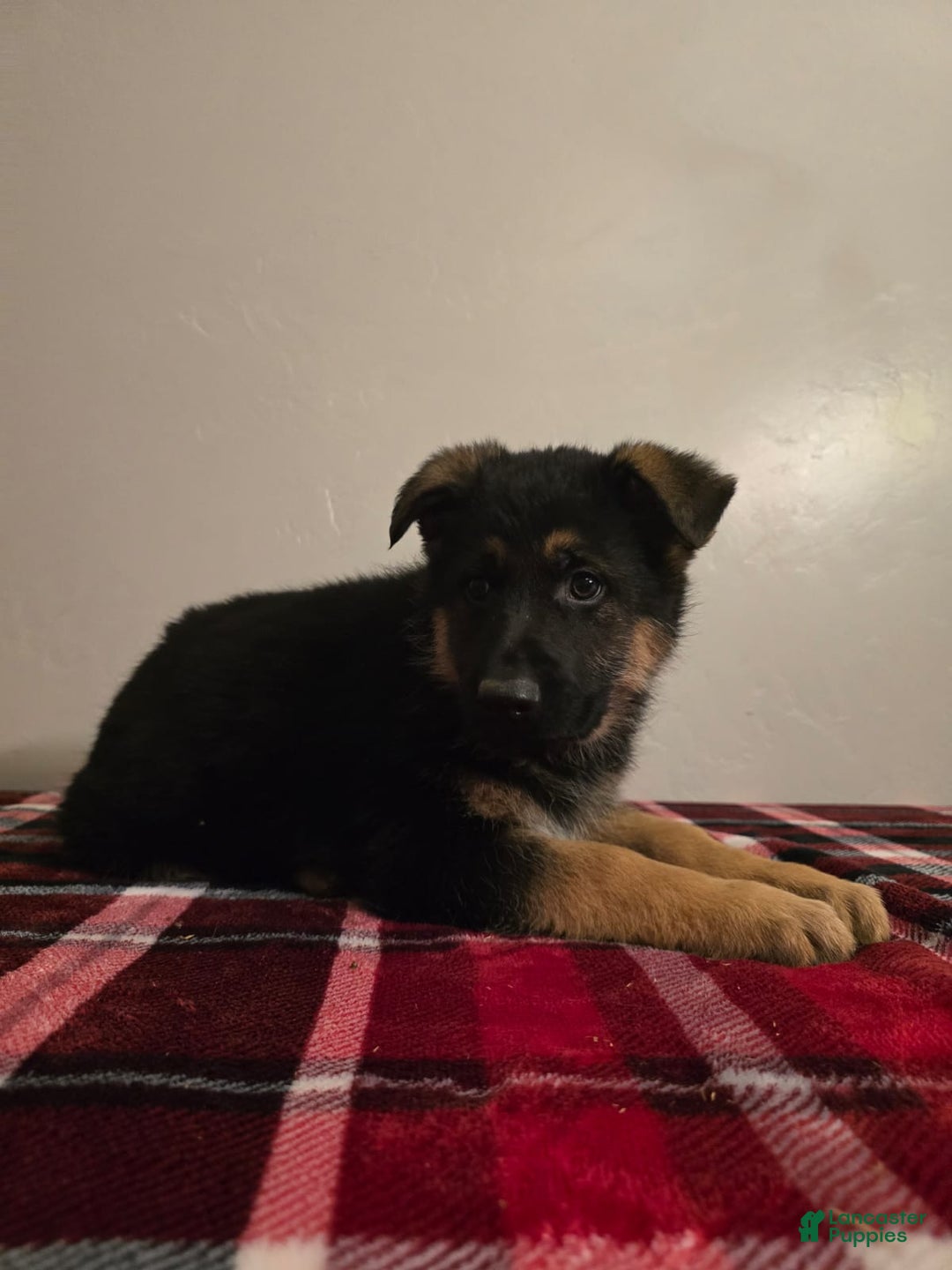 German Shepherd dogs for sale: Max - Ad 9