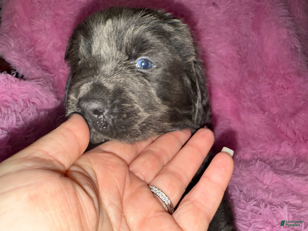 Newfoundland dogs for sale: Grey female - Ad 2