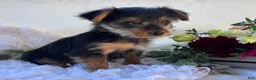 Yorkshire Terrier dogs for sale: MR Pepsi - Ad 5