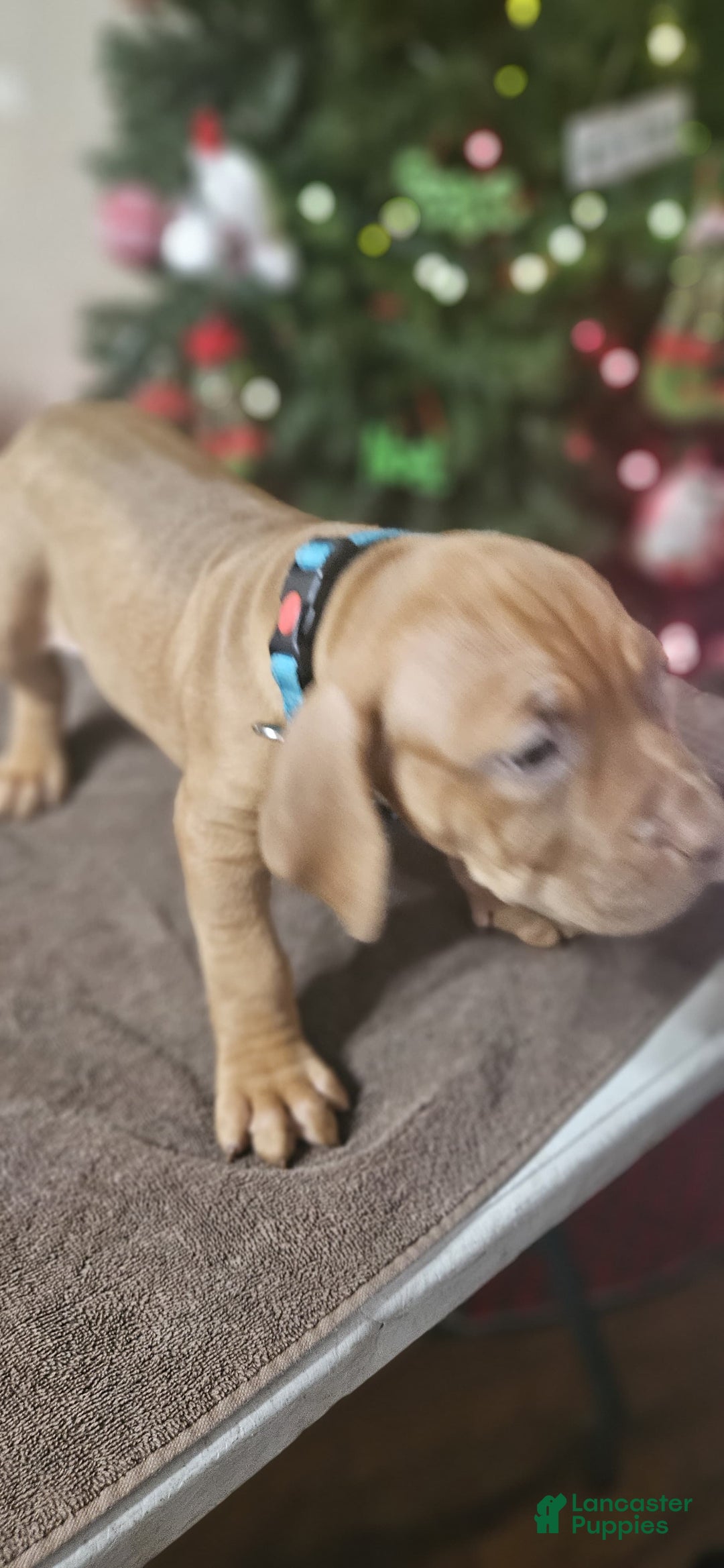 American Bully dogs for sale: Jingle  - Ad 3