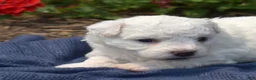 Bichon Frise dogs for sale: North - Ad 5