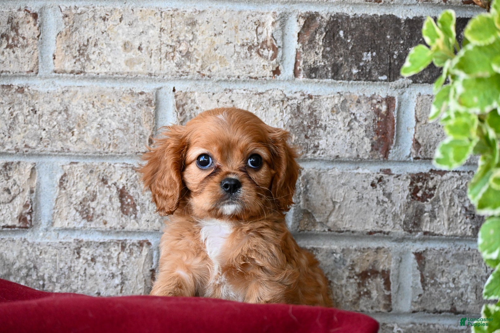 Cavalier King Charles Spaniel dogs Fred - Ad 1