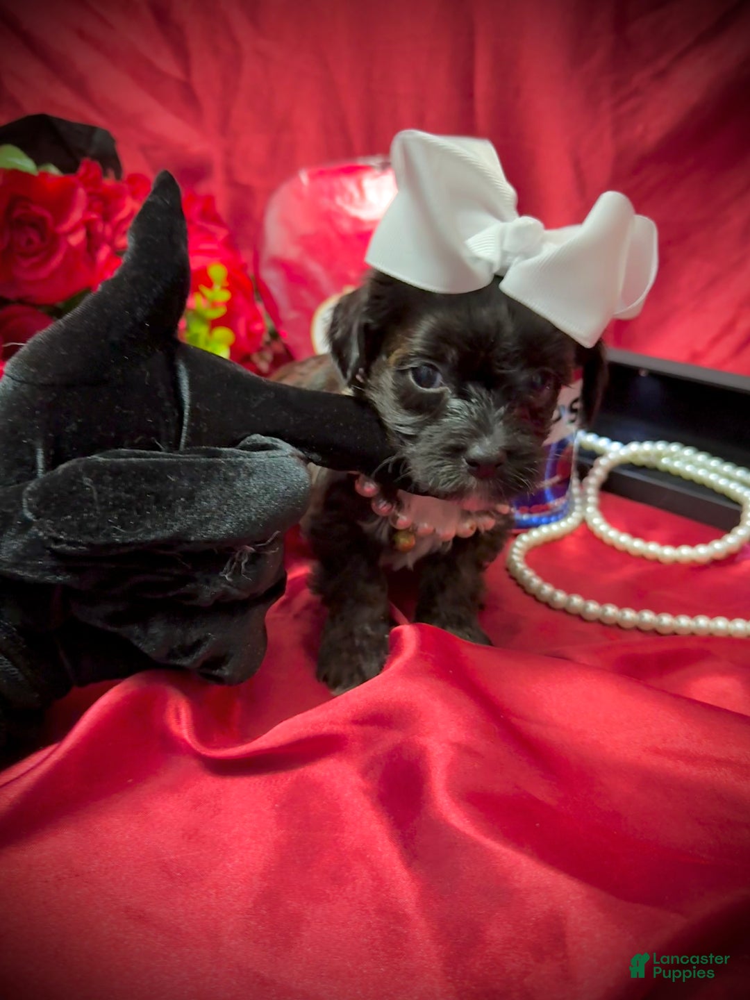 Yorkiepoo dogs for sale: Twix  - Ad 8